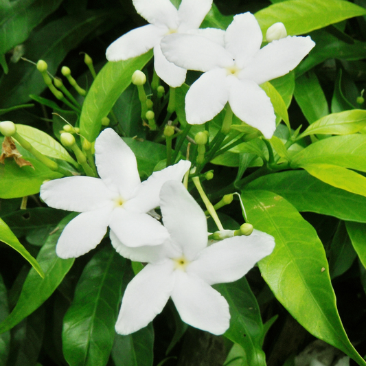 Jasmine Gardenia Whipped Body Butter