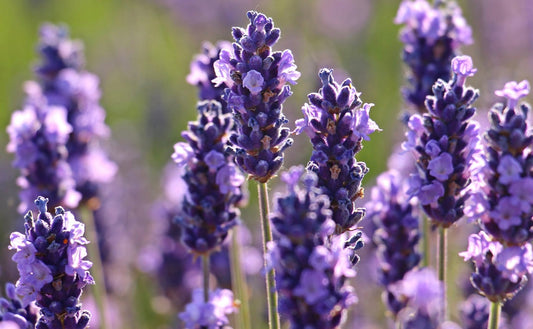 Lavender Body Bundle